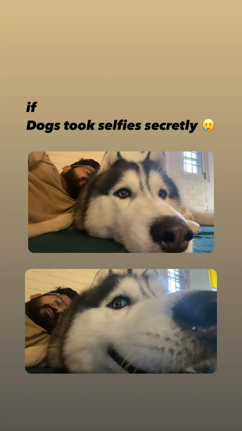 if
Dogs took selfies secretly 🥲
