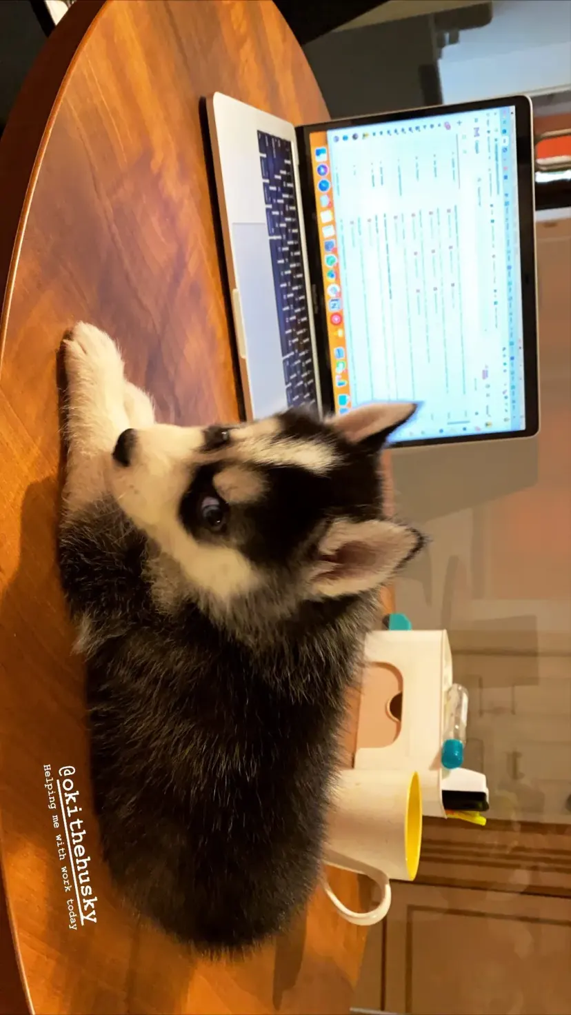 @okithehusky
Helping me with work today