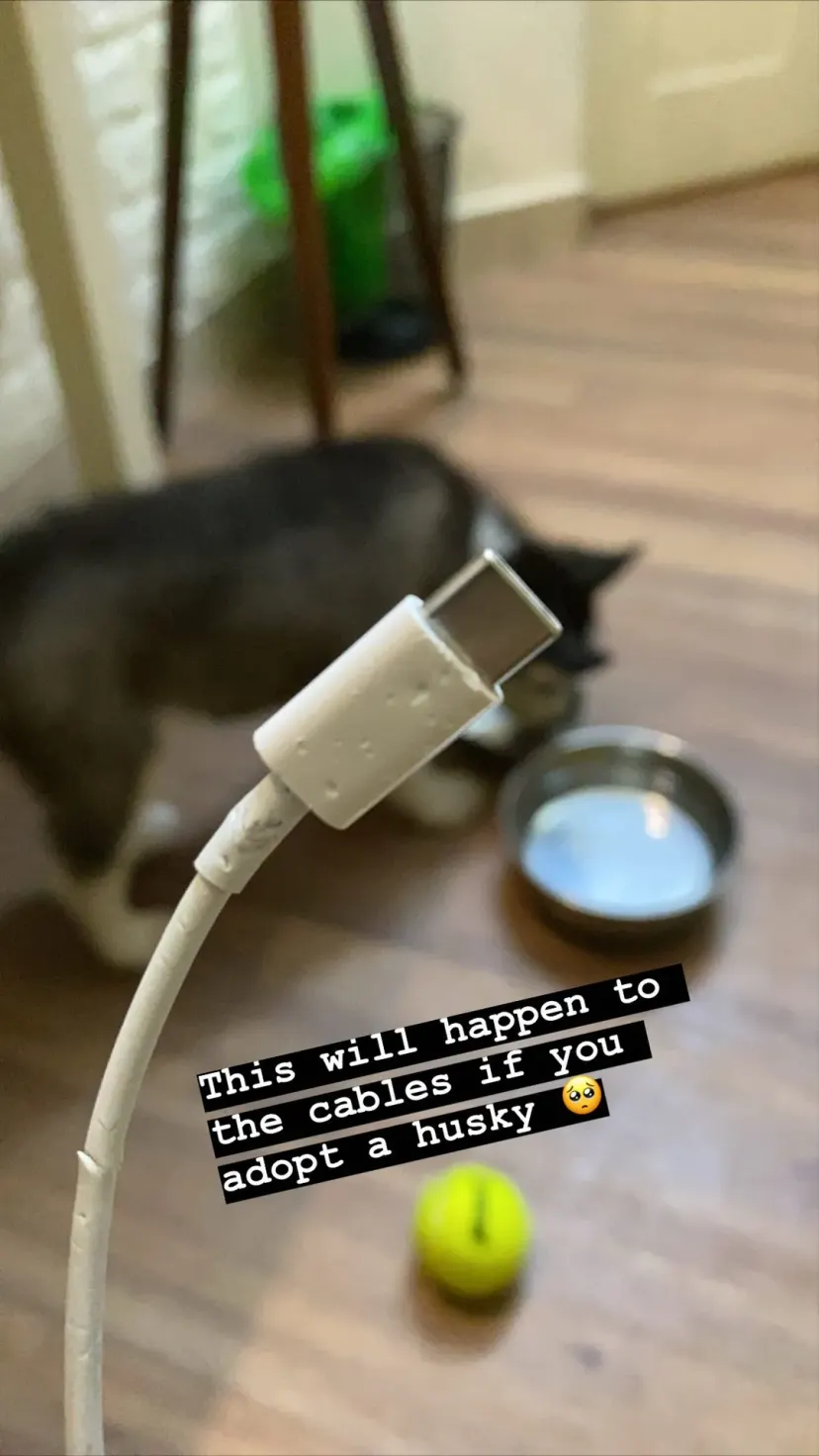 This will happen to
the cables if you
adopt a husky 🥺