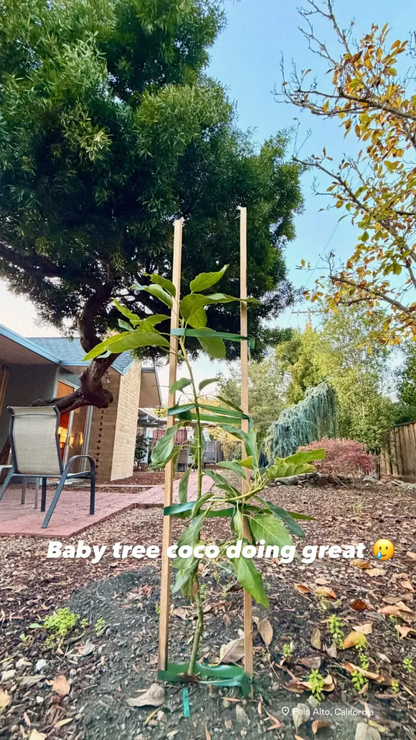 Baby tree coco doing great 🥲