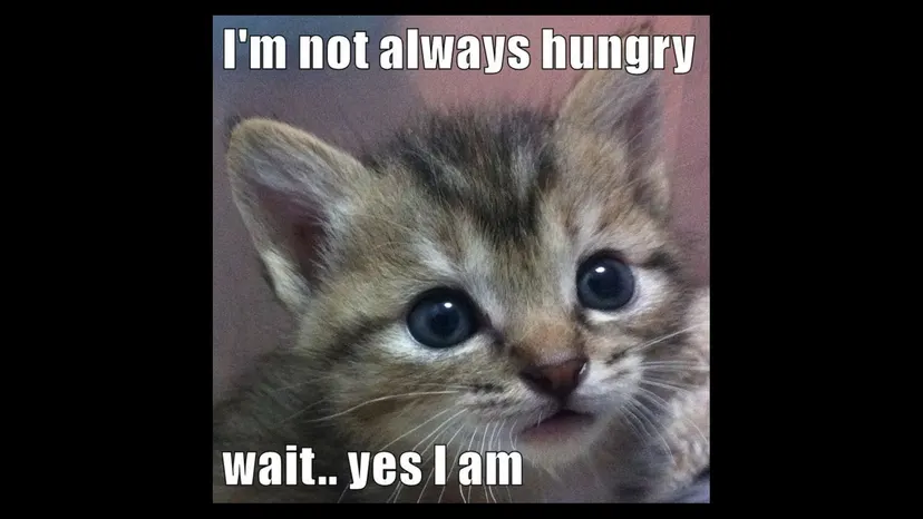Meme of a kitten: “I’m not always hungry… wait.. yes I am”